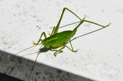 grasshopper 1 of 1.jpg