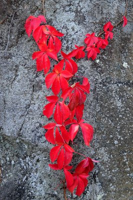 Red Leaf Gray R.jpg
