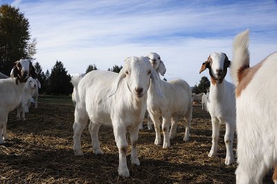 Goats R.jpg