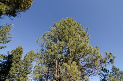 Pine Trees & Blue Sly