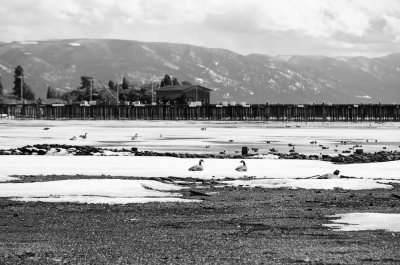 Late Winter Geese Stop - Flathead Lake