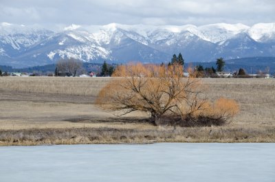 Frozen Pond in the Flathead Valley With Swan Mts