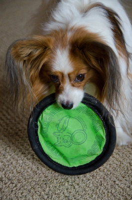 Love My Frisbee