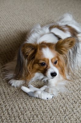 Its My Toy & You Can't Have It!