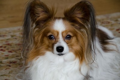 Chauncy at 11 yrs