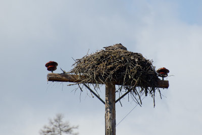 Temporary Abode - Goose In An Osprey Nest