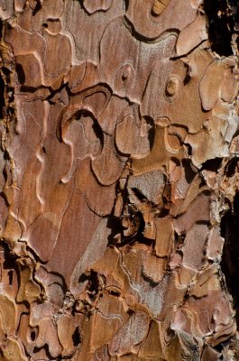Ponderosa Pine Bark - Its Like A Puzzle