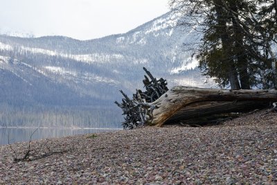 Driftwood on Lake McDonald
