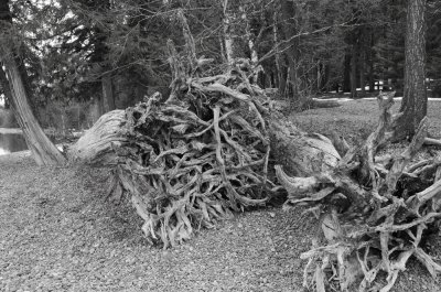 Roots in Monochrome