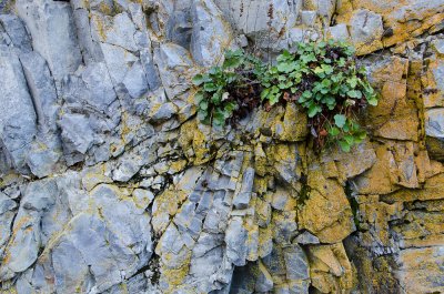 Natures Arrangement