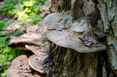 Large Fungi