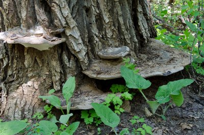More Fungi