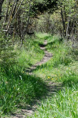 The Return Trail