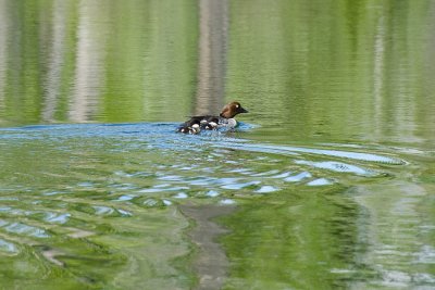 Goldeneye - Mother of Two