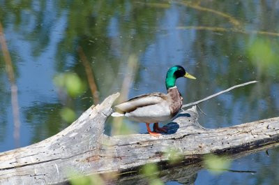 Da Duck is Real!