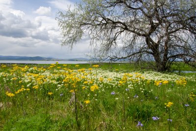 Spring Blooms