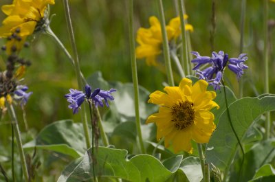 Wild Hyacinth & Sunflowers