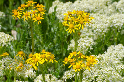 Wildflowers or Weeds?   A Rose by any other name