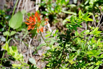 Indian Paintbrush