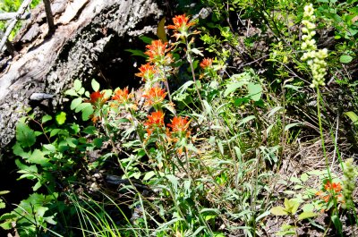 More Indian Paintbrush