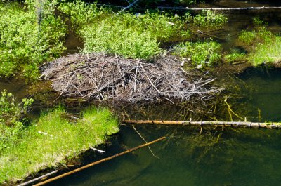 The Huge Beaver Dam on Finger Lake Close-up