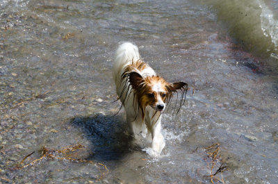 Wet Chauncy