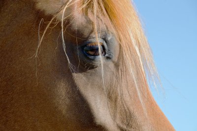 The Eye of the Horse