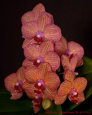 Candy Stripe Phalaenopsis