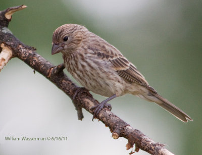 House Finch (female)