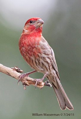 House Finch (male)