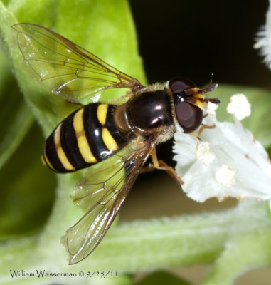 Hoverfly