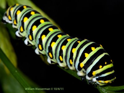   Black Swallowtail Butterfly Caterpillar