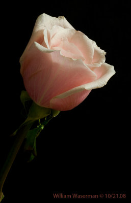 Pink Rose