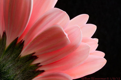 Pink Gerbera Daisy