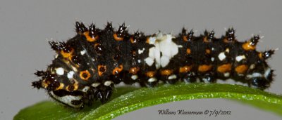 First Instar Stage