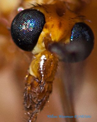 Mosquito (male)