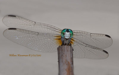 Dragonfly