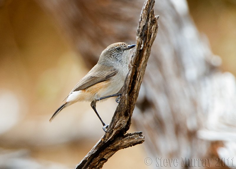 Chestnut-rumped Thornbill (Acanthiza uropygialis)