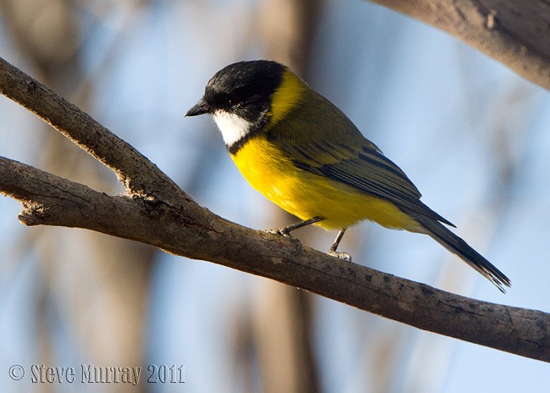 Australian Golden Whistler (Pachycephala pectoralis)