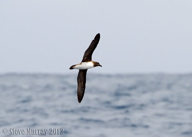 Tahiti Petrel (Pseudobulweria rostrata)