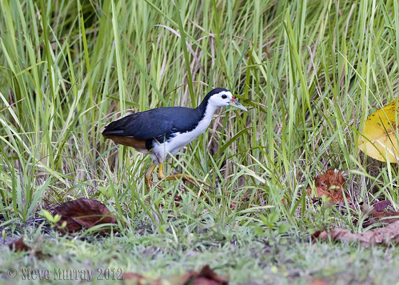 White-breasted Waterhen (Amaurornis phoenicurus)