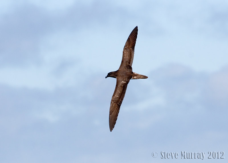Tahiti Petrel (Pseudobulweria rostrata)
