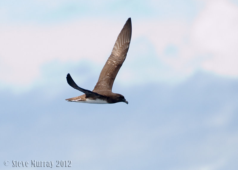 Tahiti Petrel (Pseudobulweria rostrata)