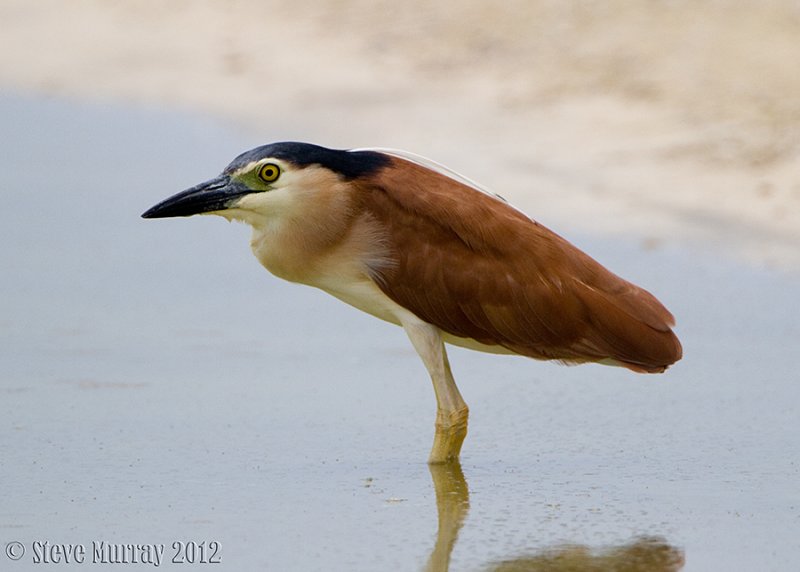 Nankeen Night Heron (Nycticorax caledonicus australasiae)