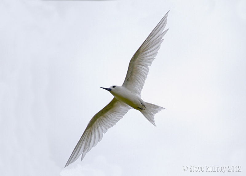 White Tern (Gygis alba candida)