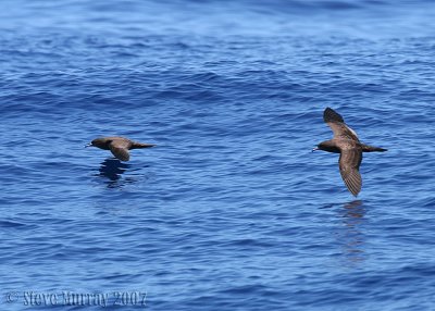 Wedge-tailed Shearwater (Ardenna pacificus)