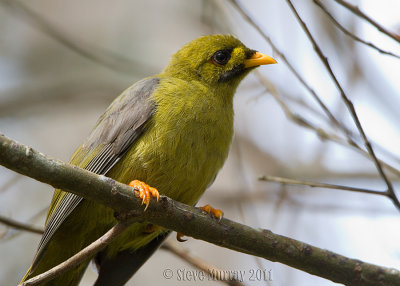 Bell Miner (Manorina melanophrys)