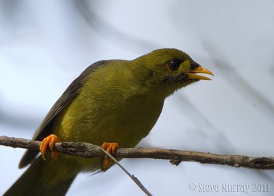 Bell Miner (Manorina melanophrys)