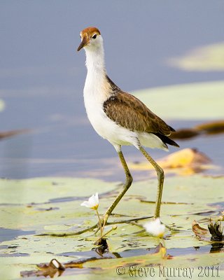 Comb-crested Jacana (Irediparra gallinacea)