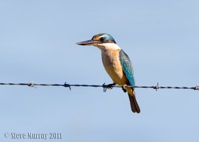 Sacred Kingfisher (Todiramphus sanctus)